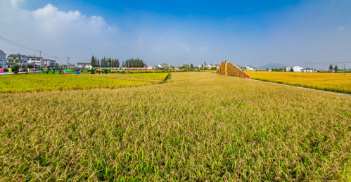 江苏省南京市江宁区湖墅镇三界村稻田自然景观