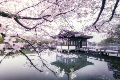 杭州西湖樱花