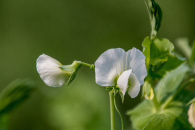 豆苗花