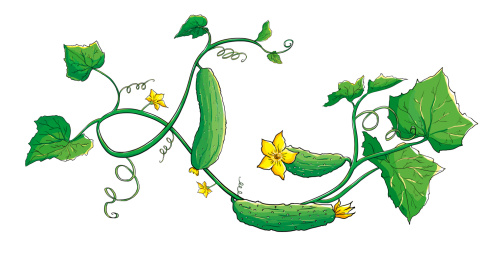 黄瓜的生长过程手绘画图片