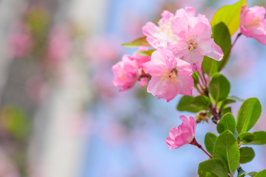 樱花
