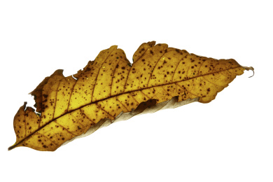 一片枯叶 无人 影棚拍摄