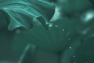 夏雨荷