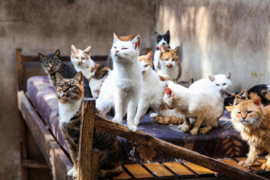 动物救助站里的流浪猫