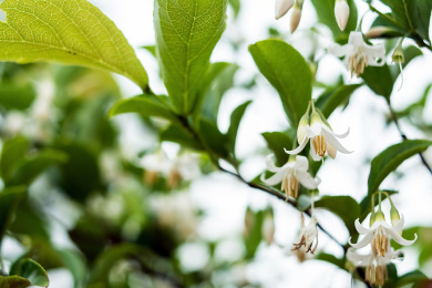 白花龙 响铃子 白色小花