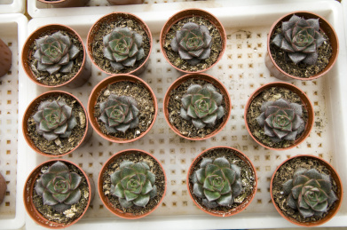 各种多肉植物