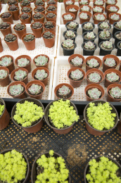各种多肉植物