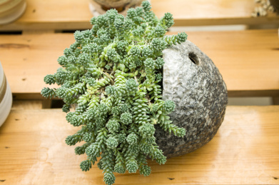 多肉植物