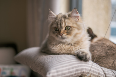 咖啡馆里休息的猫