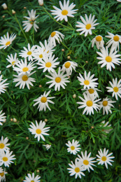 波斯菊