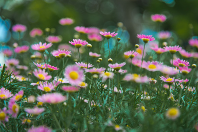 波斯菊