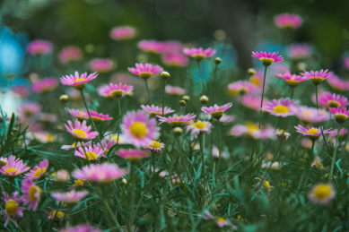 波斯菊