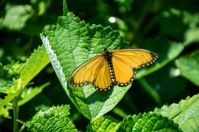 金黄色的蝴蝶 金黄色