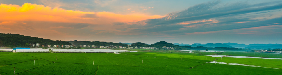 稻田日落