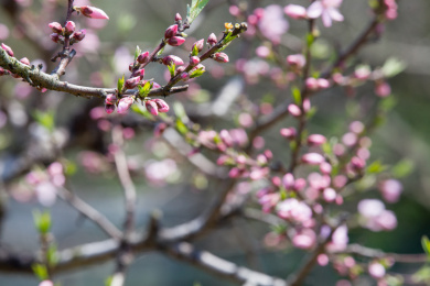 春天开放的桃花