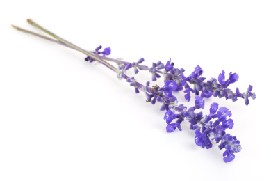 薰衣草植物，在白色的背景上