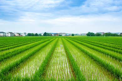 江南农村水稻田/农业种植背景
