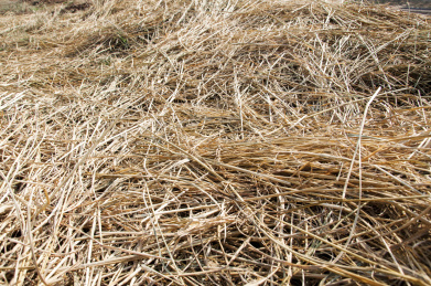 秸秆 秸秆 荒草 干燥