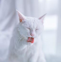 一只白色的猫在窗户边清洁爪子