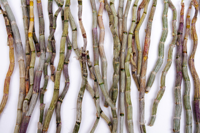 铁皮石斛鲜条 黑节草