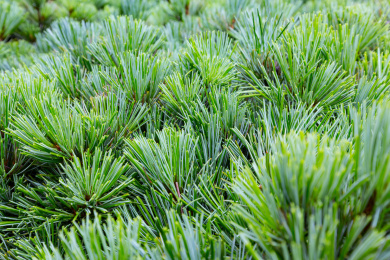 绿色的五针松一角 叶子