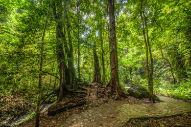 云南省瑞丽市莫里景区原始热带雨林自然景观