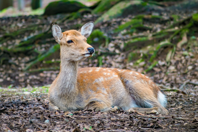 日本关西奈良的小鹿