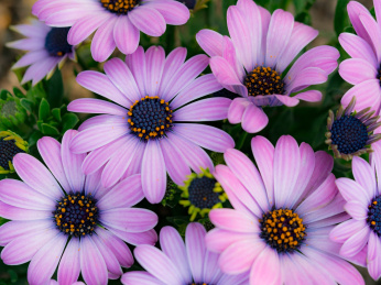 非洲万寿菊 非洲花卉