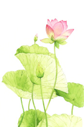 watercolor botanical illustration——lotus