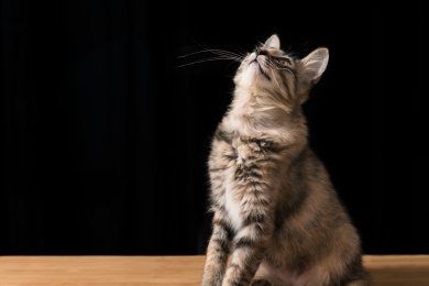 猫 