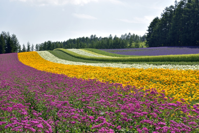 富良野 
