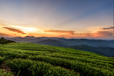 高山茶园的落日