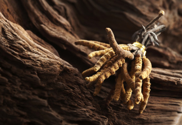 冬虫夏草，在自然木纹背景的特写镜头