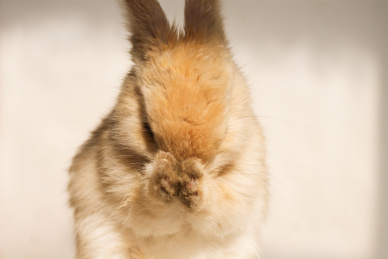 兔子洗脸 兔子 小兔子