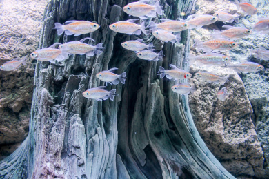 水族馆里的热带鱼