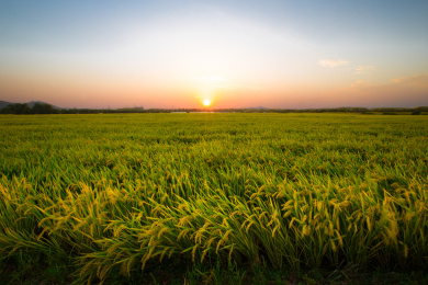 太阳照着稻田图片图片