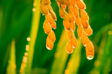 稻田 水稻 露珠 田野
