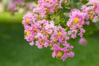 一片紫薇花 叶子 图片