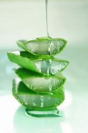 芦荟切口和芦荟胶