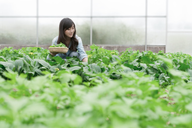 年轻女子在菜地里采摘
