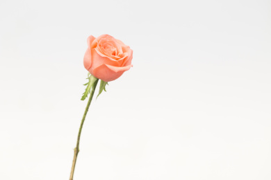 一支粉色玫瑰 粉色玫瑰