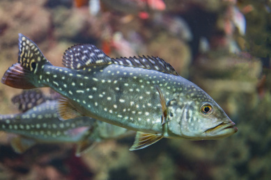 眼斑鲷(帝王三间)