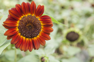 红色向日葵 向日葵