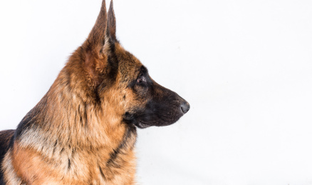 德国牧羊犬的头部。