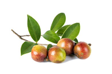 油茶籽/植物食用油背景素材