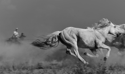 锡林郭勒大草原