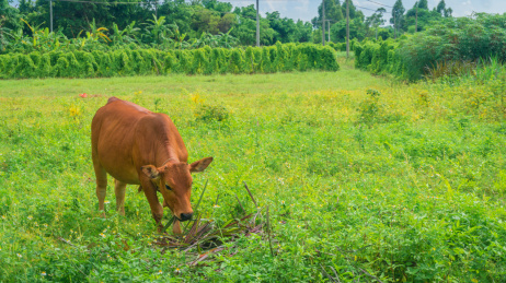 正在吃草的黄牛 中国