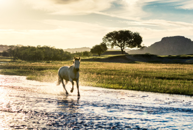 奔马 草原 放牧 奔马