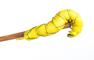 鬼脸天蛾幼虫/美丽的黄色昆虫