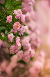 春天盛开的玫瑰花墙